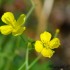 Fleurs jaunes