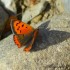 Papillon orange