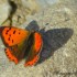 Papillon orange