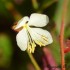 Fleurs blanches