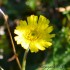 Fleurs jaunes