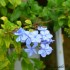 Fleurs bleues