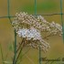 Fleurs blanches