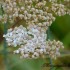 Fleurs blanches