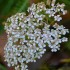 Fleurs blanches