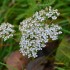 Fleurs blanches