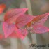 Feuilles rouges