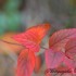 Feuilles rouges