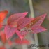 Feuilles rouges