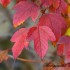 Feuilles rouges