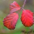 Feuilles rouges