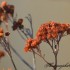 Fleurs sèches