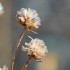 Fleurs sèches