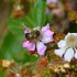 Abeille sur une fleur