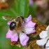 Abeille sur une fleur