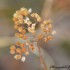 Fleurs sèches