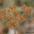 Fleurs sèches