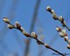 Bourgeons