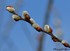 Bourgeons