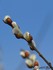 Bourgeons