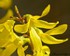 Le forsythia