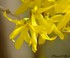 Le forsythia