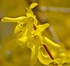 Le forsythia