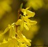 Le forsythia