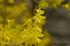 Le forsythia