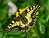 Machaon grand porte-queue