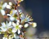 Fleurs blanches