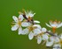 Fleurs blanches