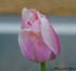 Tulipes