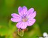 Geranium sauvage