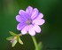 Geranium sauvage