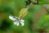 Silene latifolia (compagnon bl