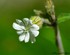 Silene latifolia (compagnon bl