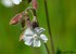 Silene latifolia (compagnon bl