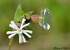 Silene latifolia (compagnon bl