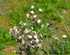 Silene latifolia (compagnon bl