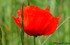 Coquelicot