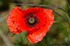 Coquelicot