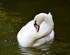 Cygne