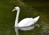 Cygne