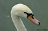 Cygne