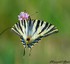 Papillon tigré du Canada