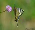 Papillon tigré du Canada