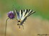 Papillon tigré du Canada