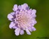 Knautia arvensis