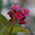 WEIGELA ou WEIGELIA